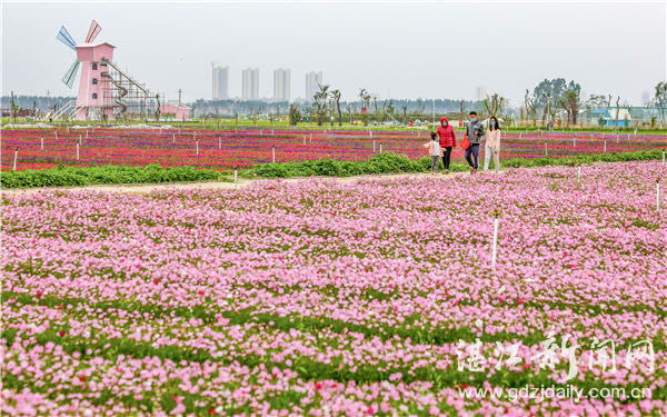 春意盎然，菜花批发价迎新高峰，商机无限！