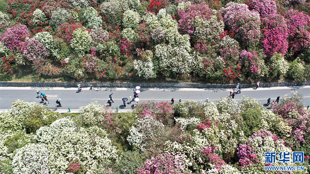 绽放花海梦想路——百里杜鹃公路建设新篇章