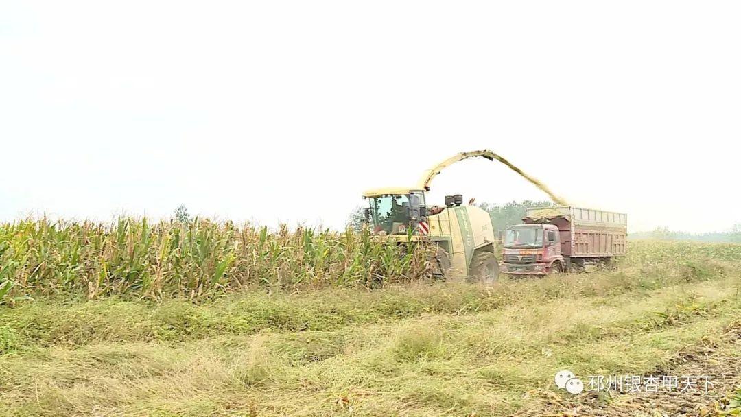 邳州地区最新玉米市场价格动态解析