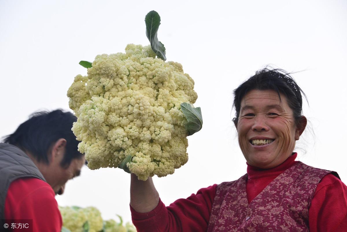 新鲜有机菜花产地直供价格实时盘点